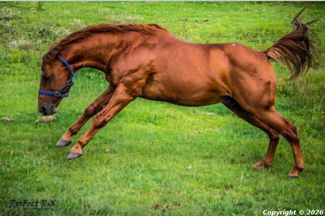 Nimble Twister